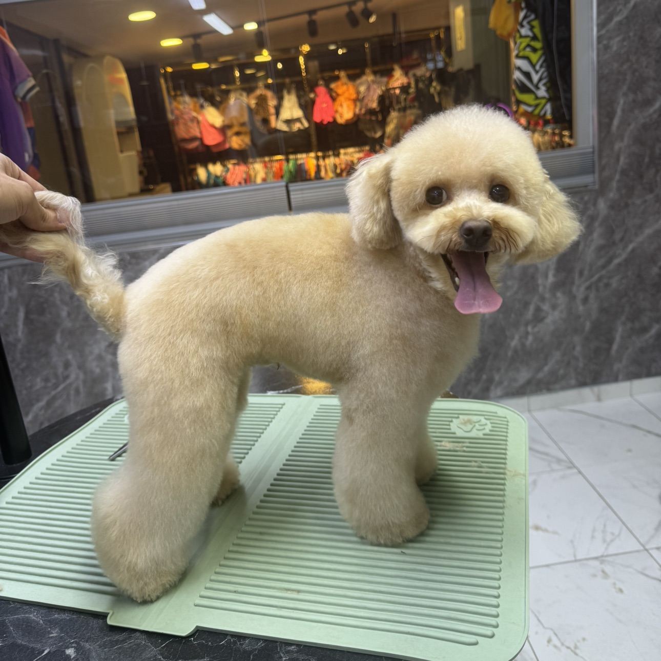 Petstylistmen Pet Kuaför galeri 2