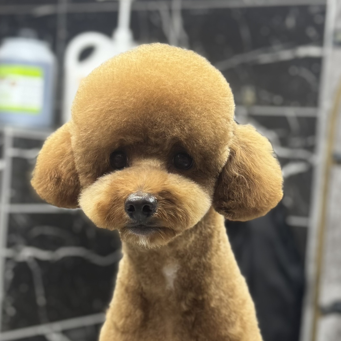 Petstylistmen Pet Kuaför galeri 3