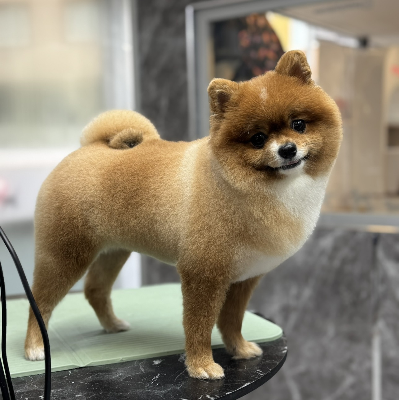 Petstylistmen Pet Kuaför galeri 4