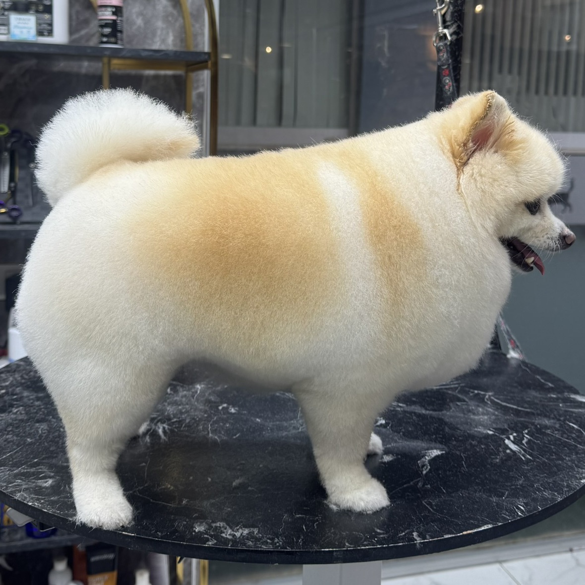 Petstylistmen Pet Kuaför galeri 5