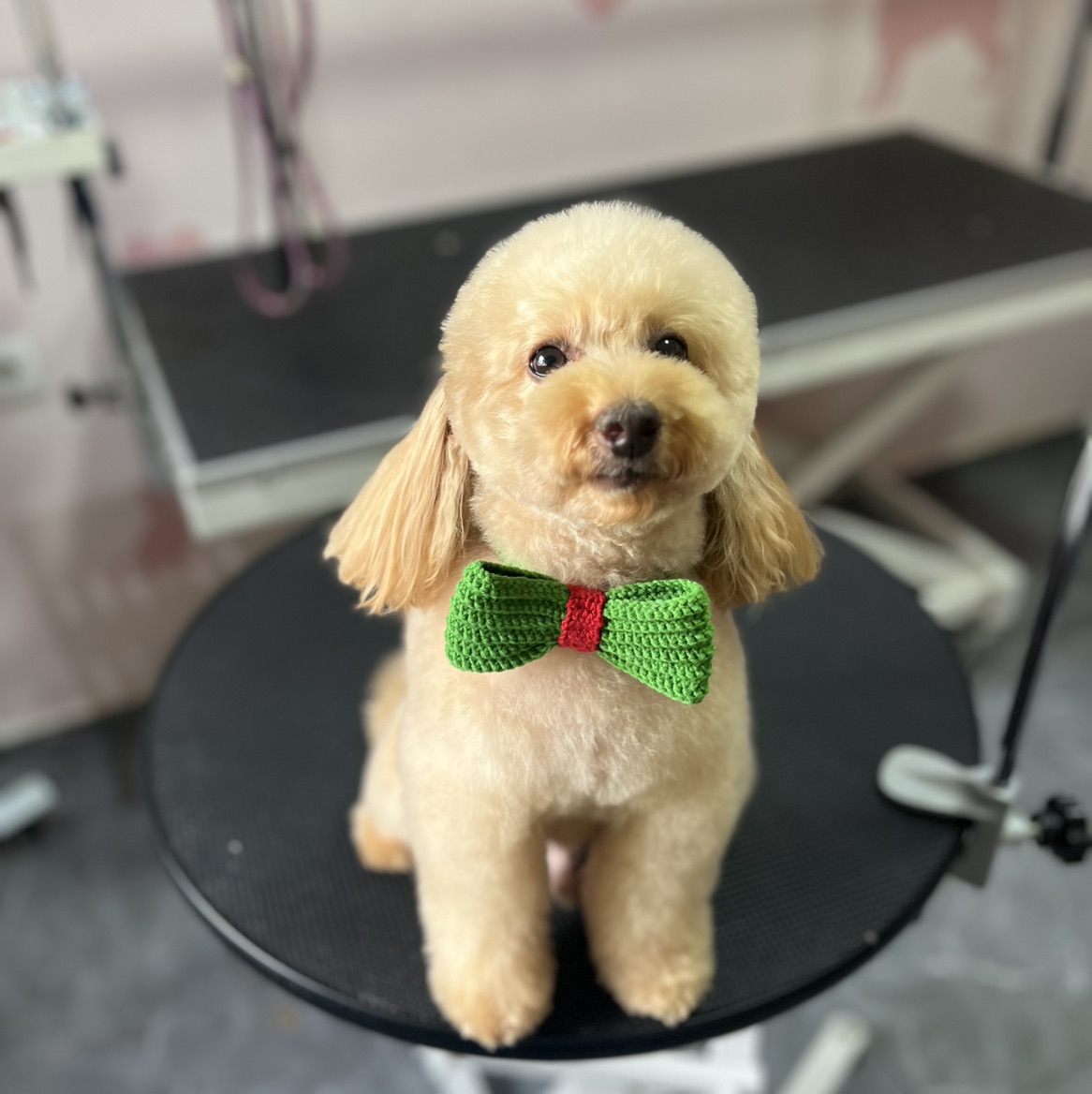 Groomer Nida galeri 3