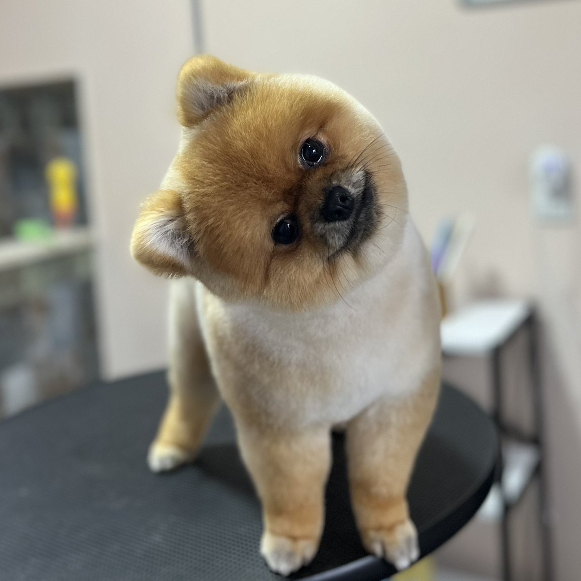 Groomer Nida galeri 4