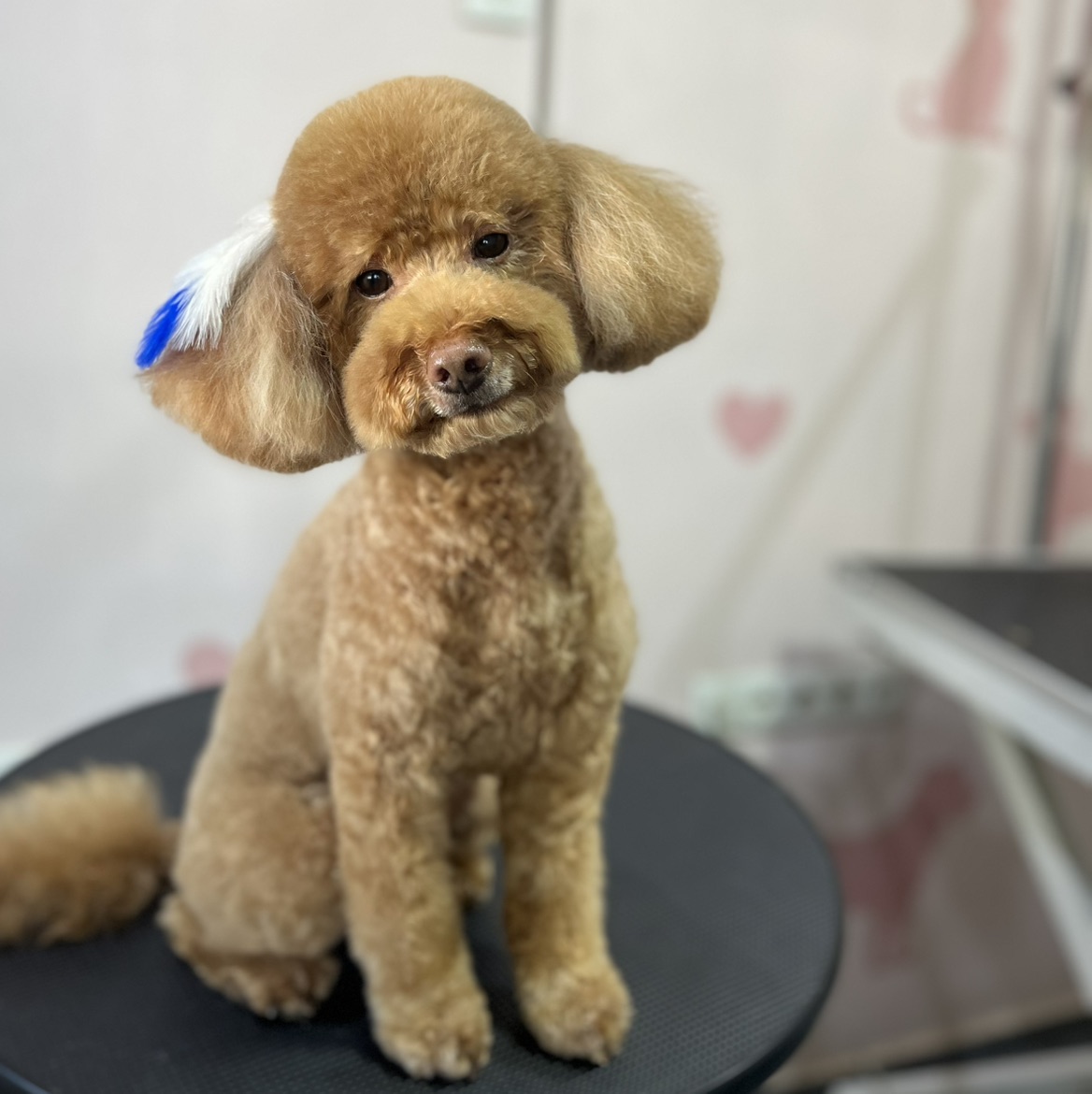 Groomer Nida galeri 5