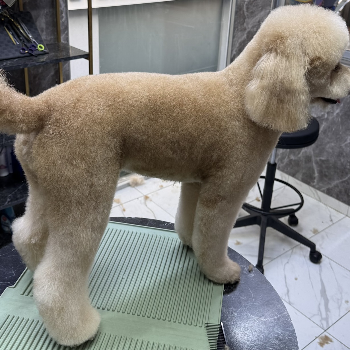 Makas Tıraşı 5-10 KG