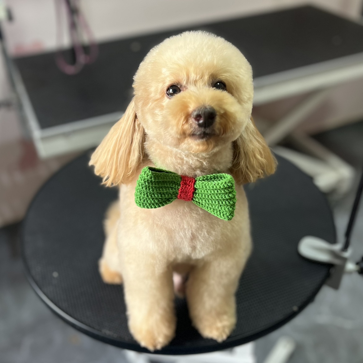 Toy Poodle Model Tıraş (0-5 Kg)