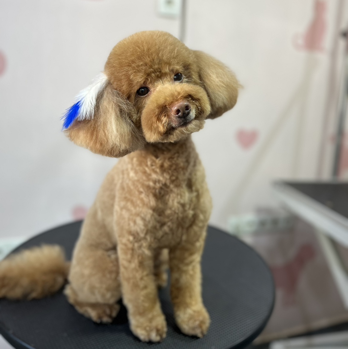 Poodle Model Tıraş (5 Kg +)