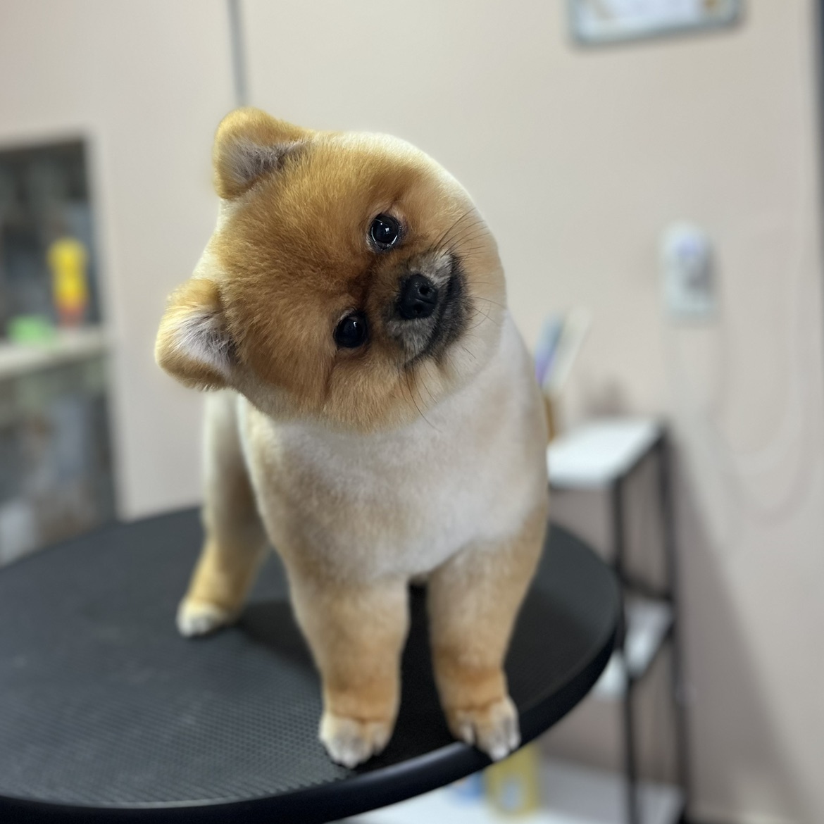 Pomeranian Makas Tıraşı