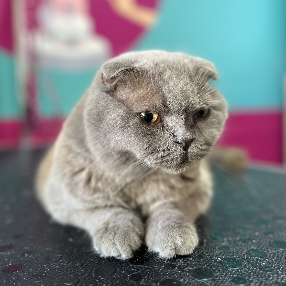 Kedi Tıraş