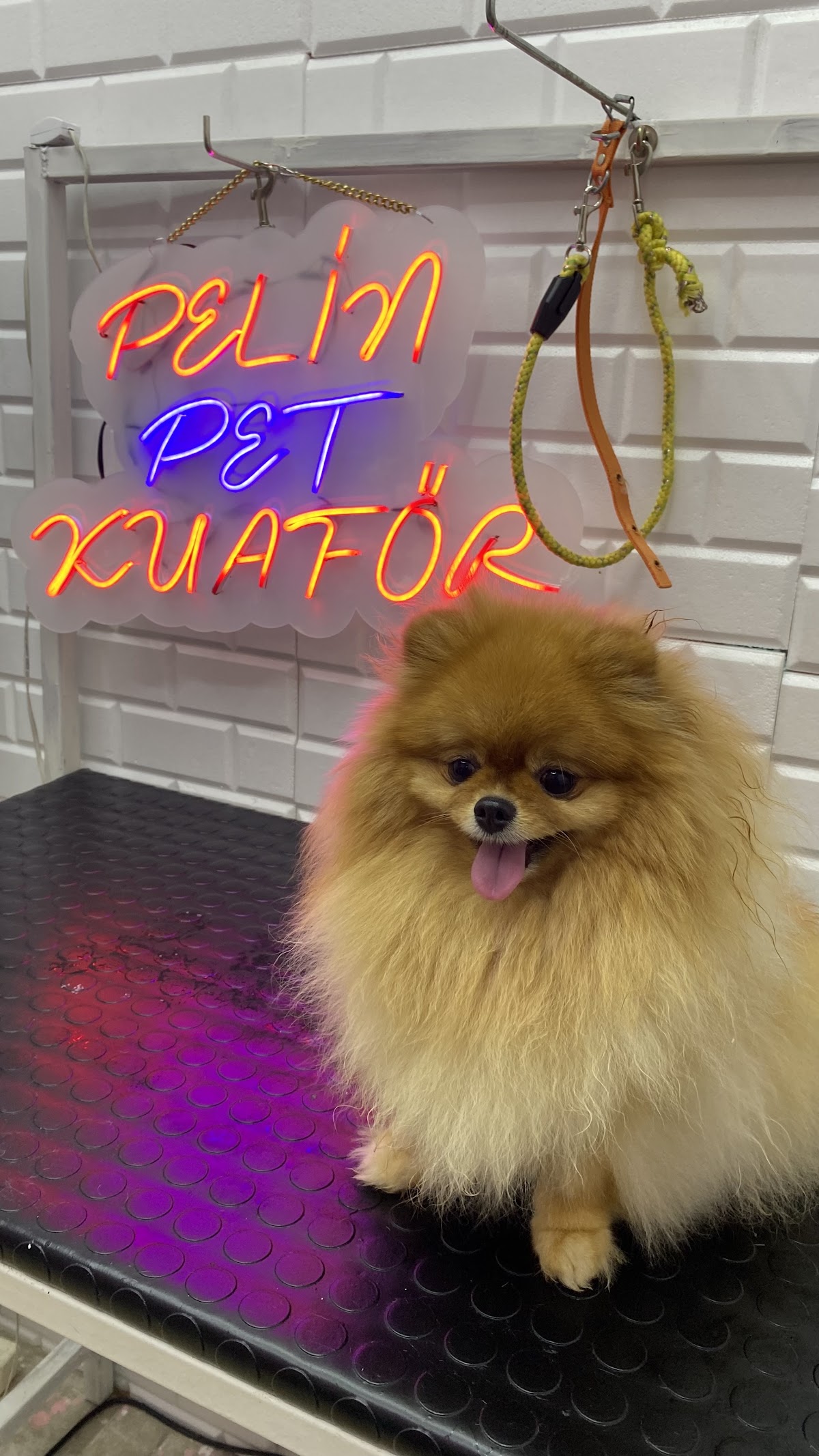 Pelin Pet Grooming galeri 1