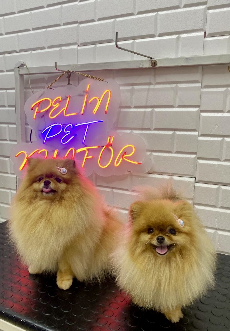 Pelin Pet Grooming galeri 2