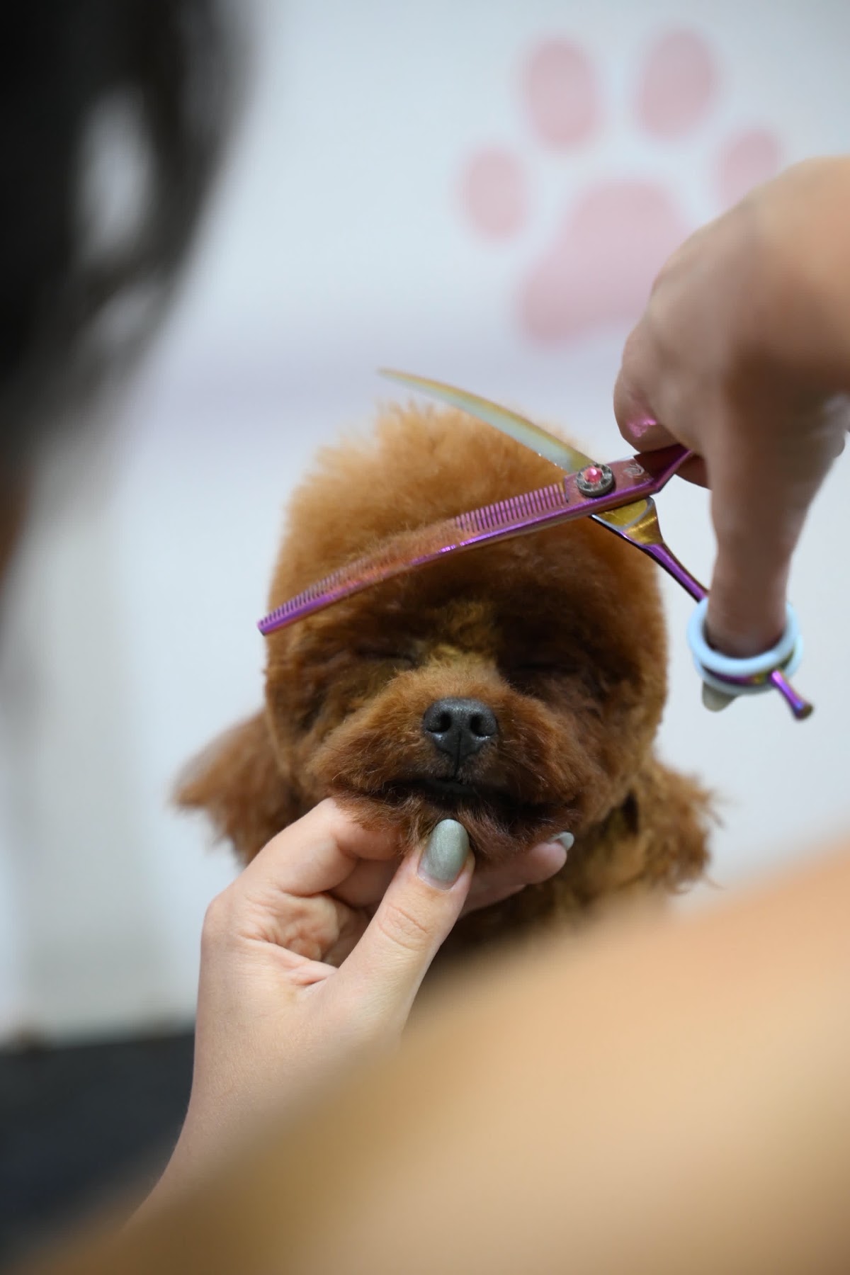 Groomer Nida galeri 2